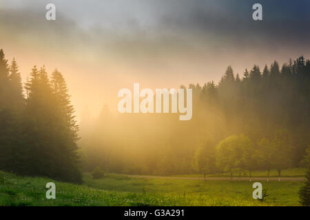 Sonnenstrahlen am Morgen Sonne bricht durch die Wolken und Nebel für das Clearing von Nadelwäldern Stockfoto