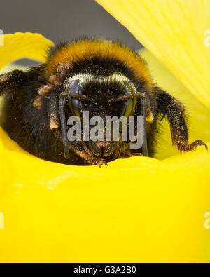 Buff Tailed Hummel; Bombus Terrestris; Königin; auf Narzisse; Cornwall; UK Stockfoto