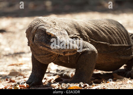 Komodo-Waran, die größte Echse der Welt Stockfoto