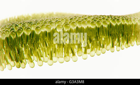 Menschlichen Lipid Bilayer - 3D Rendering Stockfoto