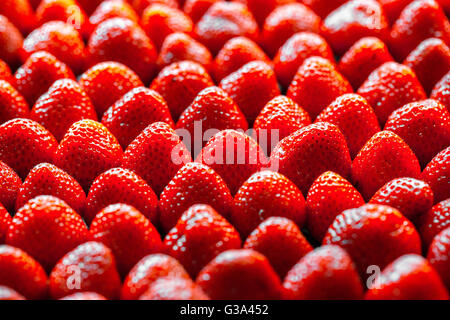 Hintergrund aus erntefrischen Erdbeeren direkt über Stockfoto