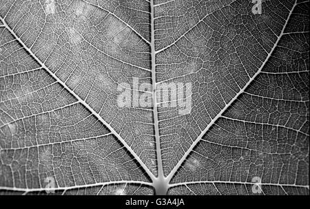 Feigenblatt Texturdetails Makro Stockfoto