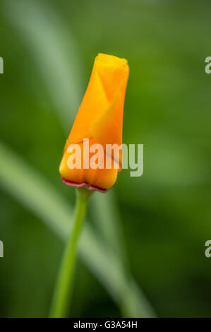 Blüte orange California poppy Stockfoto