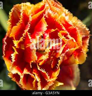 Zwei farbige Tulpe Stockfoto