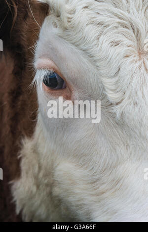 Kopfporträt von konfrontiert Bullock ein Hereford-braun-weiß Stockfoto