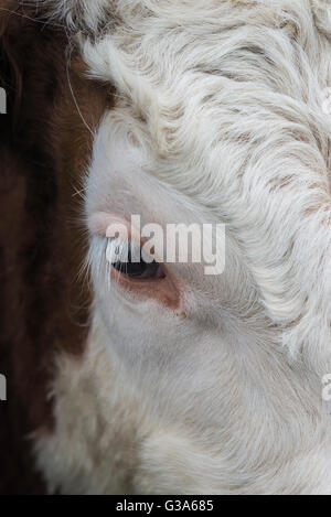 Kopfporträt von konfrontiert Bullock ein Hereford-braun-weiß Stockfoto