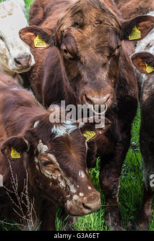 Kopfporträt von konfrontiert Bullock ein Hereford-braun-weiß Stockfoto