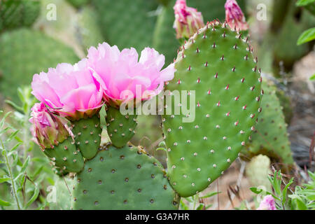 Pricklypear Kaktus in Blüte, Zion Nationalpark, Utah. Stockfoto