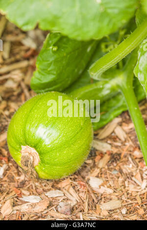 Unreifen Kürbis wachsen an den Rebstöcken in einem Gemüsegarten auf Holz liegen mehrere chips in Issaquah, Washington, USA Stockfoto