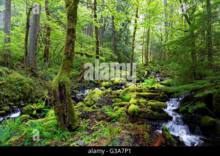 42,138.08926 Bach fließt bergab durch Moos bedeckt Felsen Findlinge und tote Baumstämme unter hohen dunklen Wald sonnendurchfluteten Baumkronen Stockfoto