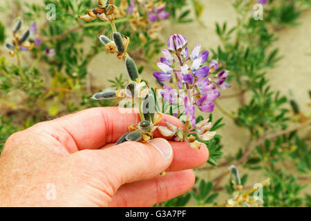 41,440.04340 Küste Lupine [Lupinus Littoralis] grüne Samenkapseln, violett-blauen Blüten, die hand für Waage SC, Erbse Fabaceae Stockfoto