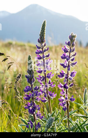 Lupinen blühen in Oregon ist Wallowa-Tal. Stockfoto