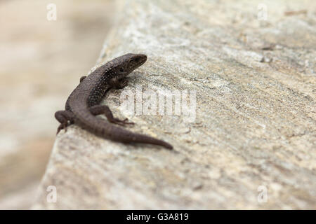 Ein Salamander thront auf einem Felsen. Stockfoto