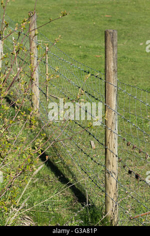 Einen Drahtzaun Rinder in einem grünen Bauern Feld. Stockfoto