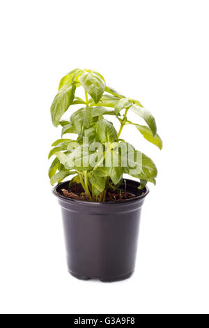 Basilikum in einem kleinen Topf isoliert auf weißem, selektiven Fokus Stockfoto