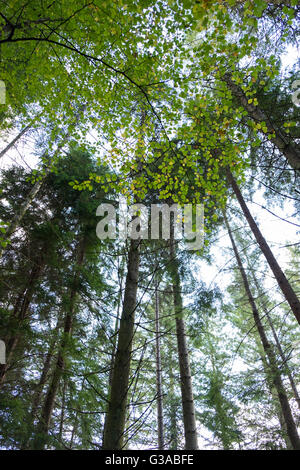 Die Sonne scheint durch die Blätter der Bäume in einem schottischen Wald nachschlagen Stockfoto