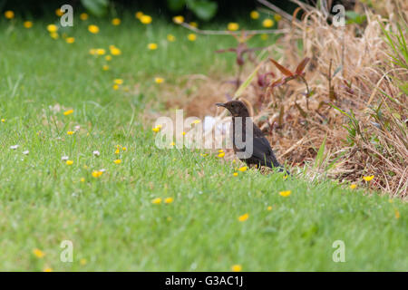 Weibliche Amsel Nahrungssuche im Regen Stockfoto