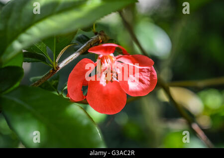 Quitte-Blume in Blätter Nahaufnahme Stockfoto