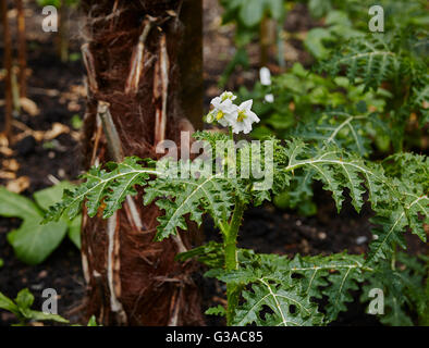 Solanum Sisymbriifolium, allgemein bekannt als klebrige Niteshade, Litschi Tomate, Feuer und Eis-Anlage, Details von Pflanzen und Blumen Stockfoto