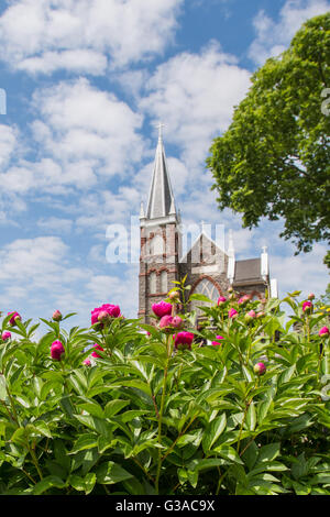 Rosa Dahlien blühen vor St. Peterskirche vertikales Bild Stockfoto