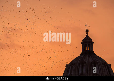 Italien, Latium, Rom, Schwarm Vögel am Himmel Stockfoto