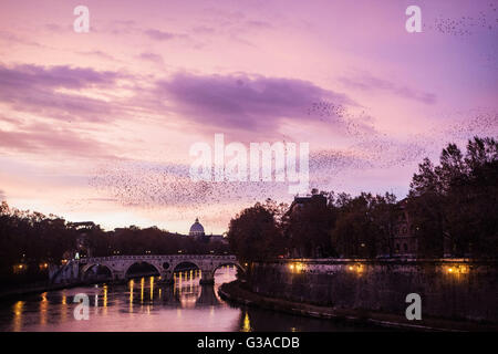 Italien, Latium, Rom, Schwarm Vögel am Himmel Stockfoto