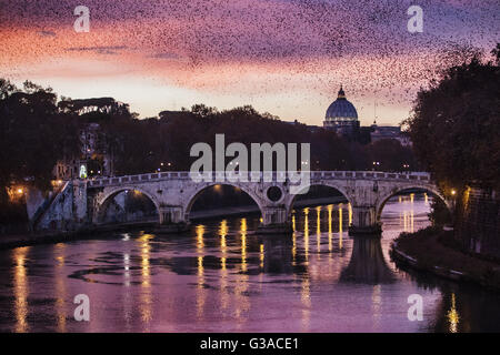 Italien, Latium, Rom, Schwarm Vögel am Himmel Stockfoto