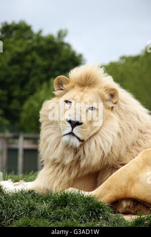 White Lion Head Porträt, schöne weiße afrikanischen Löwen (Panthera Leo), posiert für die Kamera. Große Löwen Uhren Kamera. Stockfoto