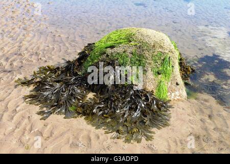 Algen und Barnacle bedeckt Felsen am Ufer des Drumadoon Bucht in Blackwaterfoot auf der Isle of Arran, Schottland. Stockfoto