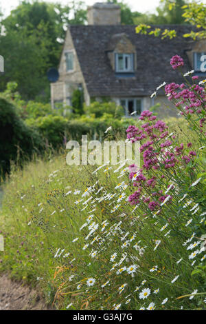 Wildblumen am Straßenrand im Frühjahr. Swinbrook, Oxfordshire, England Stockfoto