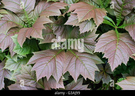 Rodgersia Podophylla. Rodgers' Bronze-Blatt Pflanze Stockfoto