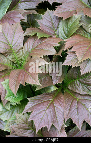 Rodgersia Podophylla. Rodgers' Bronze-Blatt Pflanze Stockfoto