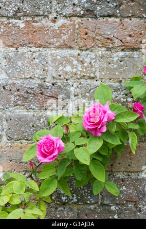 Rosa Zephirine Drouhin. Dornlos Rose klettern über eine Mauer in Waterperry Gardens, Wheatley, Oxfordshire, England Stockfoto