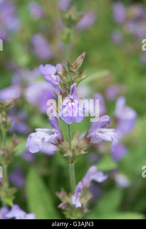 Salvia Lavandulifolia. Lavendel Endivie Salbei / spanische Salbei Stockfoto