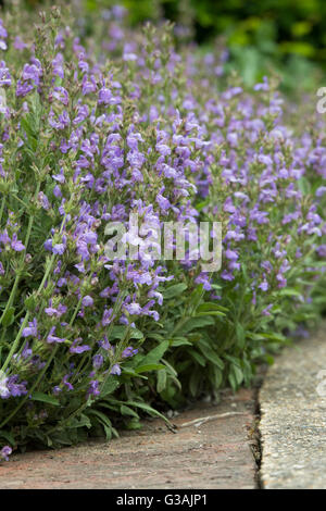 Salvia Lavandulifolia. Lavendel Endivie Salbei / spanische Salbei Stockfoto