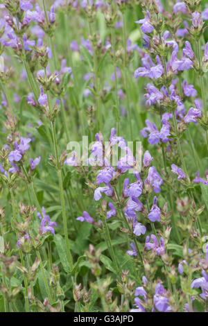 Salvia Lavandulifolia. Lavendel Endivie Salbei / spanische Salbei Stockfoto