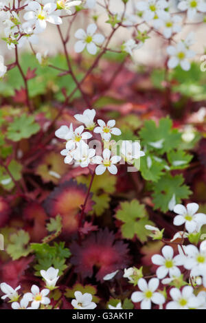 Saxifraga Maderensis in Blüte Stockfoto