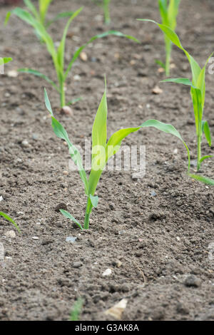 Mais. Junger Mais'swift' Pflanzen in einem Gemüsegarten Stockfoto