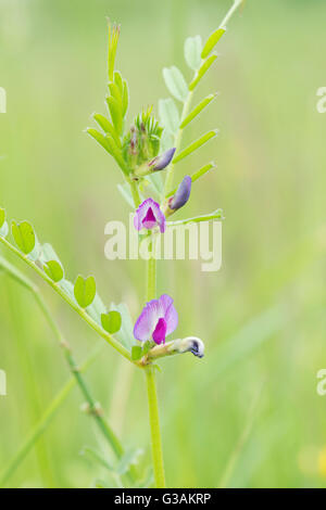 Vicia Sativa. Futterwicke Stockfoto