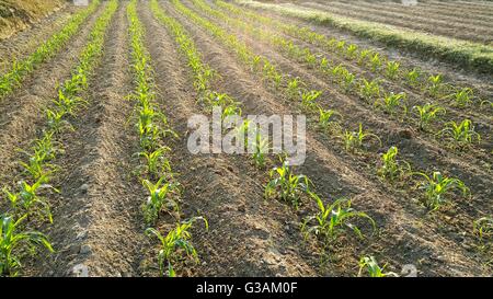 Reihen von sonnenbeschienenen junge Maispflanzen auf einem Feld Stockfoto