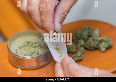 Ein Mann rollt ein Cannabis-Gelenk in Montreal, August 2014. Foto Graham Hughes/freiberufliche Stockfoto