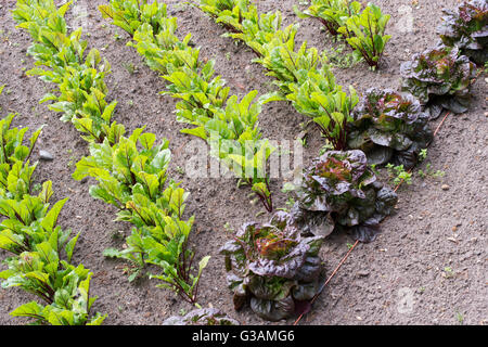 Junge rote Beete Pflanzen und Blattsalate in Reihen gepflanzt in einem Gemüsegarten Stockfoto