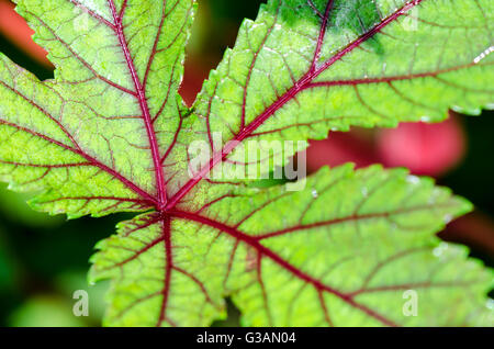 Closeup Textur grün und rot auf Blatt der Jamaika-Sauerampfer oder Hibiscus Sabdariffa Stockfoto