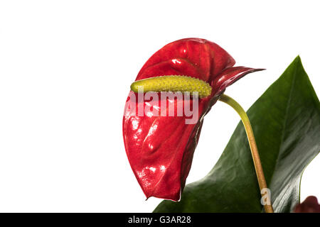 Anthurium Andreanum, typische Zimmerpflanze Stockfoto