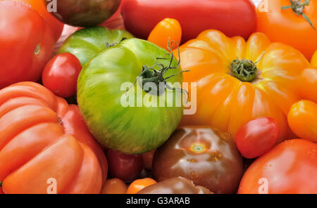 Tomate green Zebra auf einen Haufen von anderen Tomaten von Farben und unterschiedlichen Formen Stockfoto