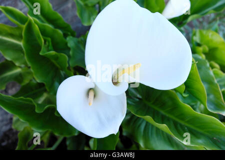 White Lily wächst im Garten im Geffrye Museum in East London KATHY DEWITT Stockfoto