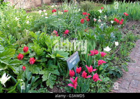 Tulpen im Frühjahr in den Geffrye Museum Garten in Hoxton East London England UK KATHY DEWITT Stockfoto