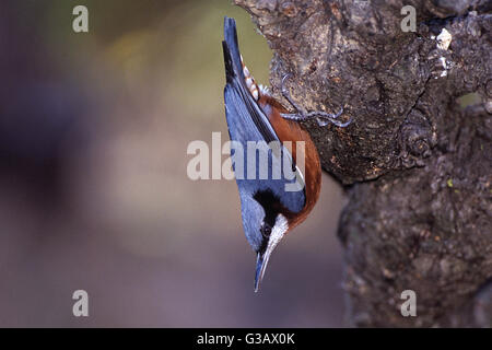 Das Bild der Chesnut bellied Kleiber (Sitta Cinnamoventris) wurde in Nainital, Indien aufgenommen. Stockfoto