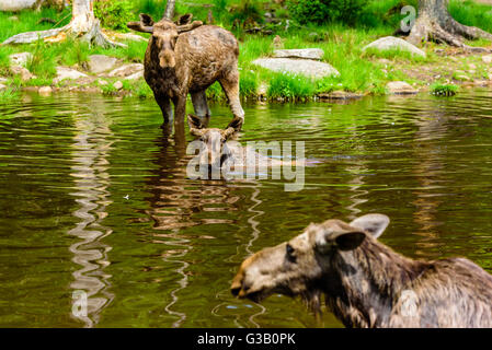 Elch (Alces Alces). Zwei Stiere schauen Sie sich eine Kuh in der Nähe des Betrachters, alle im Waldsee vorbei. Vordere Bull im Fokus. Stockfoto