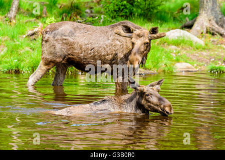 Elch (Alces Alces). Zwei Stiere stehend in einem Waldsee tagsüber eine heiße Quelle. Konzentrieren Sie sich auf den vorderen Stier. Stockfoto